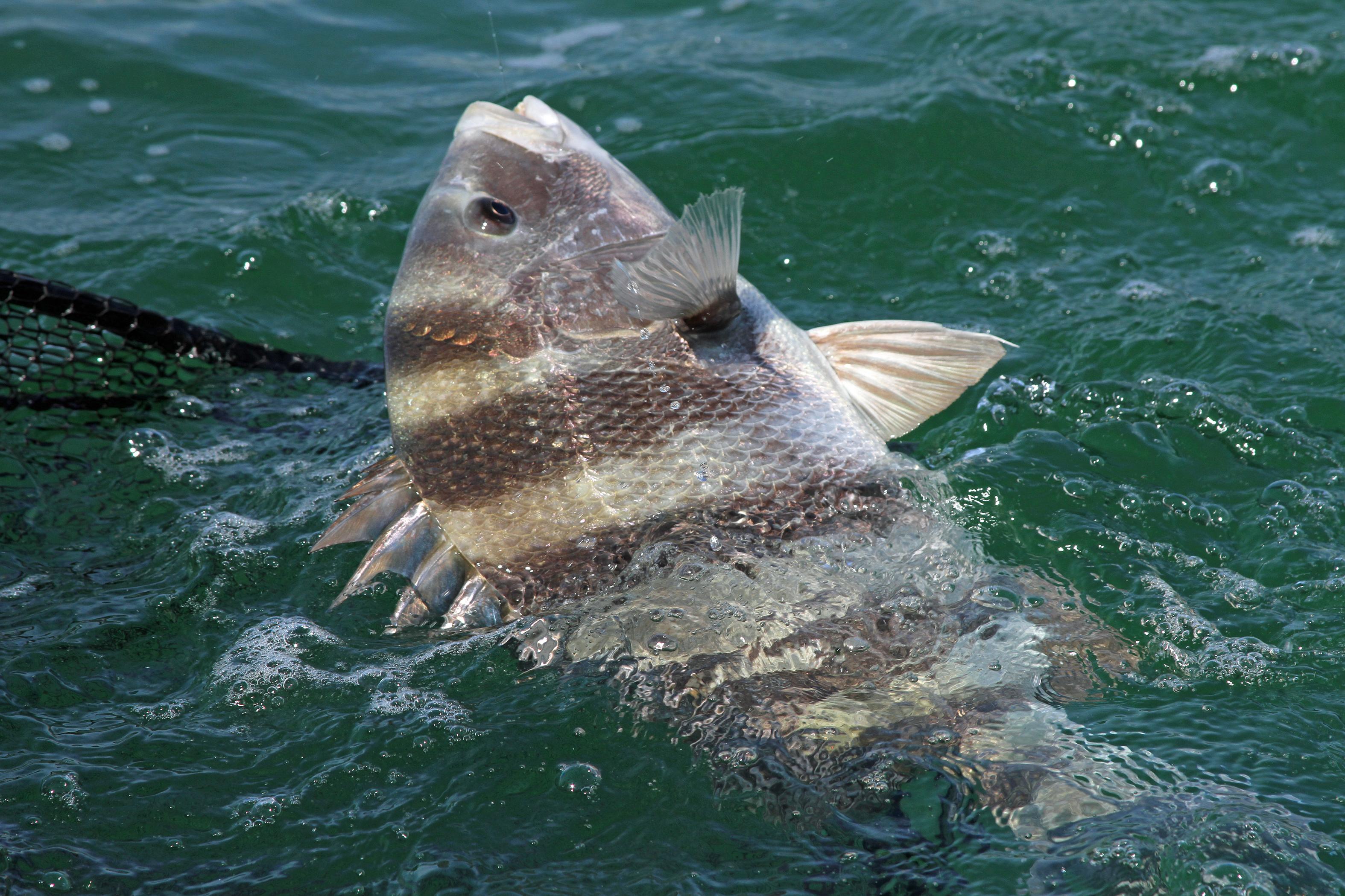 Now Is Time To Target Sheepshead In Coastal Waters Outdoor Alabama   Sheepshead 18 042 